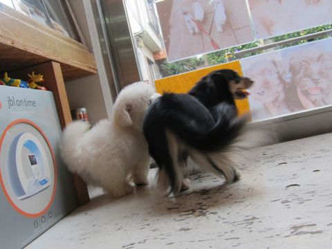 ビションフリーゼフントヒュッテ東京関東かわいいビションのこいぬ文京区hundehutte子犬を迎えたいどこでダックス小さいダックスカニヘンダックスカニンヘン女の子5.jpg