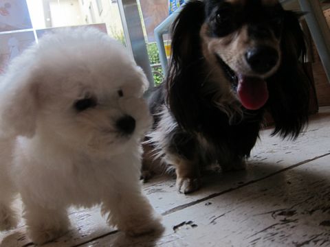 ビションフリーゼフントヒュッテ東京関東かわいいビションのこいぬ文京区hundehutte子犬を迎えたいどこでダックス小さいダックスカニヘンダックスカニンヘン女の子6.jpg