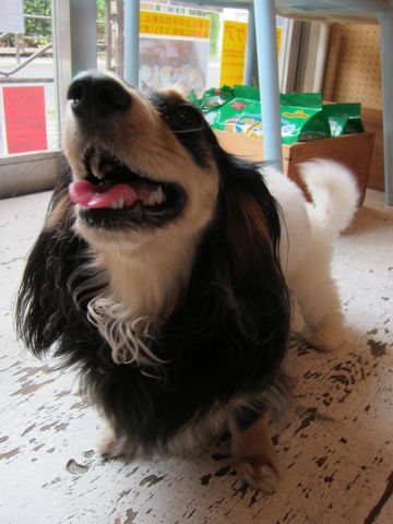 ビションフリーゼフントヒュッテ東京関東かわいいビションのこいぬ文京区hundehutte子犬を迎えたいどこでダックス小さいダックスカニヘンダックスカニンヘン女の子7.jpg