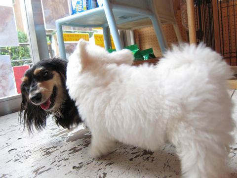 ビションフリーゼフントヒュッテ東京関東かわいいビションのこいぬ文京区hundehutte子犬を迎えたいどこでダックス小さいダックスカニヘンダックスカニンヘン女の子8.jpg