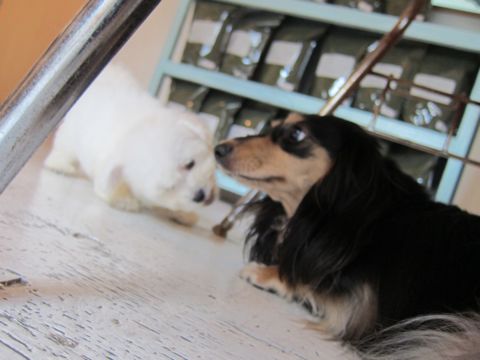ビションフリーゼフントヒュッテ東京関東かわいいビションのこいぬ文京区hundehutte子犬を迎えたいどこでダックス小さいダックスカニヘンダックスカニンヘン女の子9.jpg