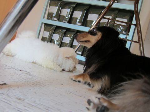 ビションフリーゼフントヒュッテ東京関東かわいいビションのこいぬ文京区hundehutte子犬を迎えたいどこでダックス小さいダックスカニヘンダックスカニンヘン女の子10.jpg