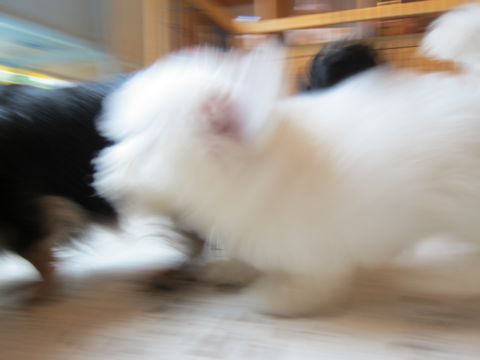 ビションフリーゼフントヒュッテ東京関東かわいいビションのこいぬ文京区hundehutte子犬を迎えたいどこでダックス小さいダックスカニヘンダックスカニンヘン女の子11.jpg