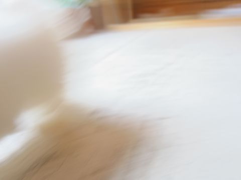 ビションフリーゼフントヒュッテ東京関東かわいいビションのこいぬ文京区hundehutte子犬を迎えたいどこでダックス小さいダックスカニヘンダックスカニンヘン女の子12.jpg
