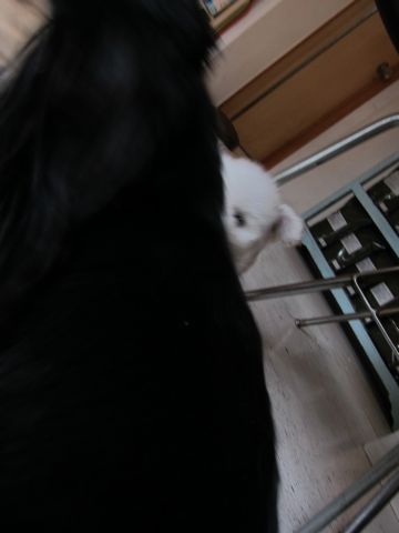 ビションフリーゼフントヒュッテ東京関東かわいいビションのこいぬ文京区hundehutte子犬を迎えたいどこでダックス小さいダックスカニヘンダックスカニンヘン女の子13.jpg