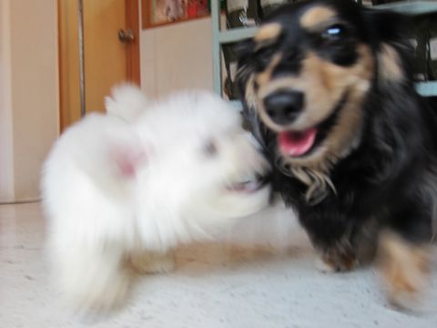 ビションフリーゼフントヒュッテ東京関東かわいいビションのこいぬ文京区hundehutte子犬を迎えたいどこでダックス小さいダックスカニヘンダックスカニンヘン女の子15.jpg
