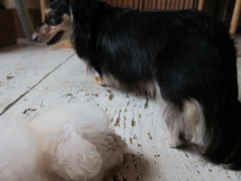 ビションフリーゼフントヒュッテ東京関東かわいいビションのこいぬ文京区hundehutte子犬を迎えたいどこでダックス小さいダックスカニヘンダックスカニンヘン女の子17.jpg
