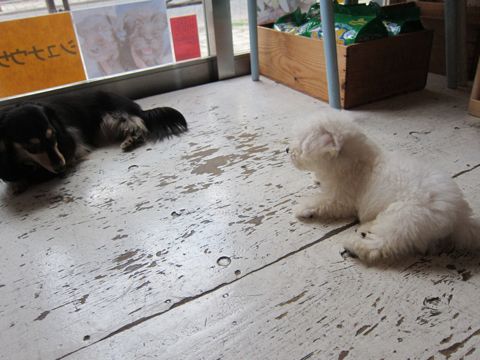 ビションフリーゼフントヒュッテ東京関東かわいいビションのこいぬ文京区hundehutte子犬を迎えたいどこでダックス小さいダックスカニヘンダックスカニンヘン女の子18.jpg