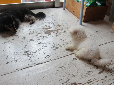 ビションフリーゼフントヒュッテ東京関東かわいいビションのこいぬ文京区hundehutte子犬を迎えたいどこでダックス小さいダックスカニヘンダックスカニンヘン女の子19.jpg