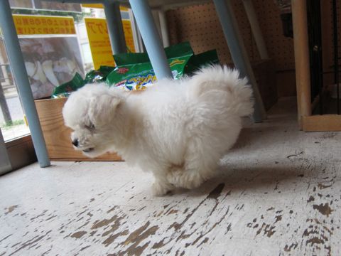 ビションフリーゼフントヒュッテ東京関東かわいいビションのこいぬ文京区hundehutte子犬を迎えたいどこでダックス小さいダックスカニヘンダックスカニンヘン女の子20.jpg