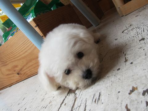 ビションフリーゼフントヒュッテ東京関東かわいいビションのこいぬ文京区hundehutte子犬を迎えたいどこでダックス小さいダックスカニヘンダックスカニンヘン女の子21.jpg