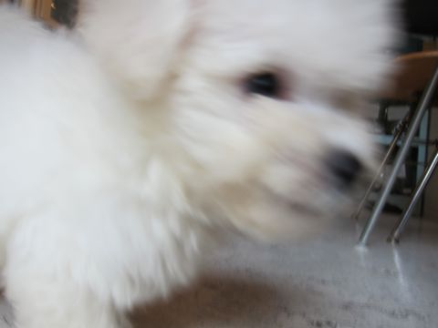 ビションフリーゼフントヒュッテ東京関東かわいいビションのこいぬ文京区hundehutte子犬を迎えたいどこでダックス小さいダックスカニヘンダックスカニンヘン女の子22.jpg