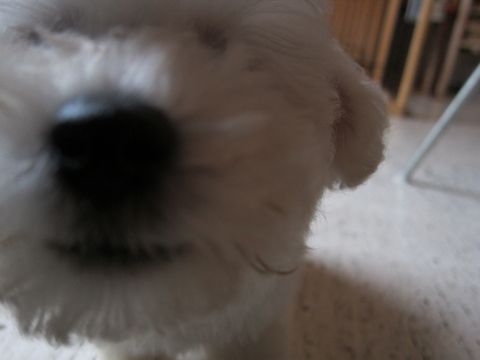 ビションフリーゼフントヒュッテ東京関東かわいいビションのこいぬ文京区hundehutte子犬を迎えたいどこでダックス小さいダックスカニヘンダックスカニンヘン女の子23.jpg