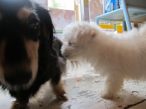 ビションフリーゼフントヒュッテ東京関東かわいいビションのこいぬ文京区hundehutte子犬を迎えたいどこでダックス小さいダックスカニヘンダックスカニンヘン女の子24.jpg