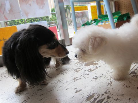 ビションフリーゼフントヒュッテ東京関東かわいいビションのこいぬ文京区hundehutte子犬を迎えたいどこでダックス小さいダックスカニヘンダックスカニンヘン女の子25.jpg