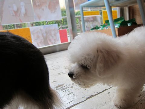 ビションフリーゼフントヒュッテ東京関東かわいいビションのこいぬ文京区hundehutte子犬を迎えたいどこでダックス小さいダックスカニヘンダックスカニンヘン女の子26.jpg