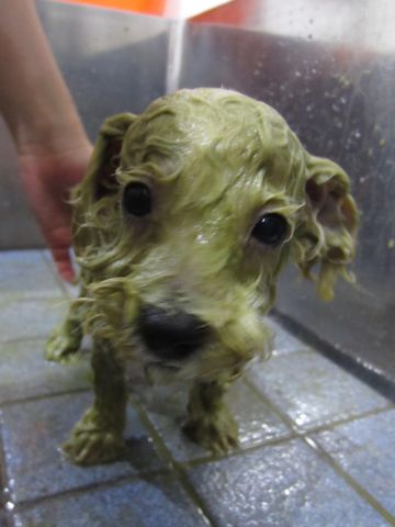 ビションフリーゼフントヒュッテ東京関東かわいいビションのこいぬ文京区hundehutte子犬を迎えたいどこでビションフリーゼトリミングハーブパック効果1.jpg