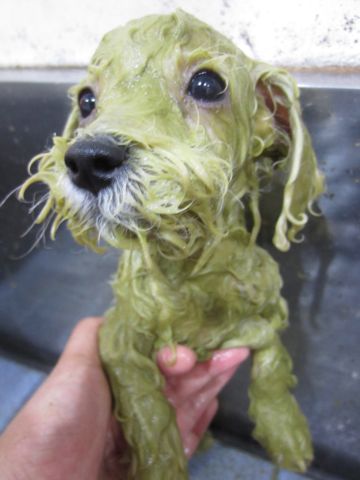 ビションフリーゼフントヒュッテ東京関東かわいいビションのこいぬ文京区hundehutte子犬を迎えたいどこでビションフリーゼトリミングハーブパック効果2.jpg