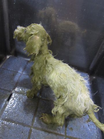 ビションフリーゼフントヒュッテ東京関東かわいいビションのこいぬ文京区hundehutte子犬を迎えたいどこでビションフリーゼトリミングハーブパック効果4.jpg