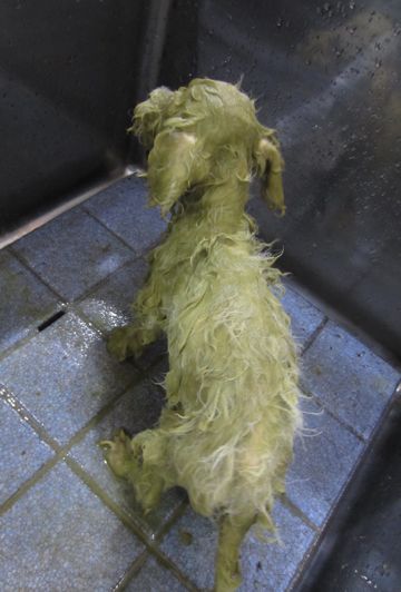 ビションフリーゼフントヒュッテ東京関東かわいいビションのこいぬ文京区hundehutte子犬を迎えたいどこでビションフリーゼトリミングハーブパック効果5.jpg