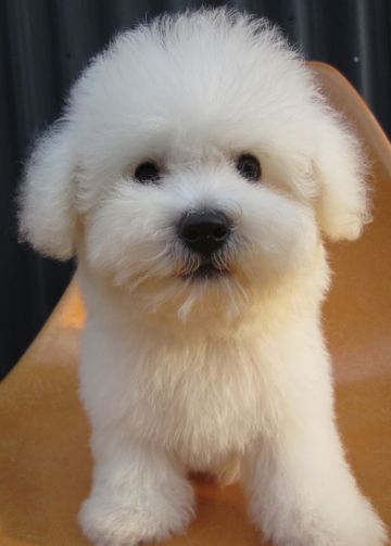 ビションフリーゼフントヒュッテ東京関東かわいいビションのこいぬ文京区hundehutte子犬を迎えたいどこでビションフリーゼトリミングハーブパック効果8.jpg