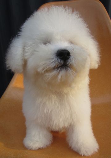 ビションフリーゼフントヒュッテ東京関東かわいいビションのこいぬ文京区hundehutte子犬を迎えたいどこでビションフリーゼトリミングハーブパック効果9.jpg