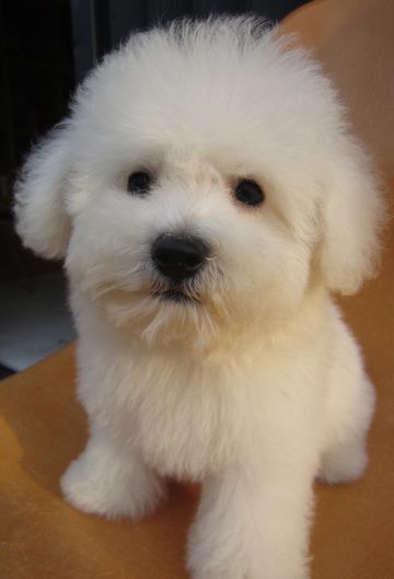 ビションフリーゼフントヒュッテ東京関東かわいいビションのこいぬ文京区hundehutte子犬を迎えたいどこでビションフリーゼトリミングハーブパック効果10.jpg