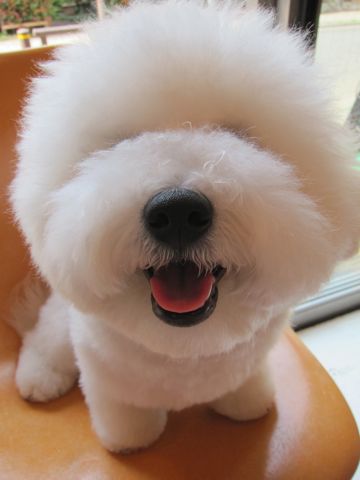 ビションフリーゼこいぬ関東ビションフリーゼトリミング東京フントヒュッテ文京区トリミングビションhundehutteビションフリーゼ再会なかよしかわいいビション6.jpg