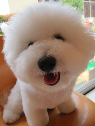 ビションフリーゼこいぬ関東ビションフリーゼトリミング東京フントヒュッテ文京区トリミングビションhundehutteビションフリーゼ再会なかよしかわいいビション7.jpg