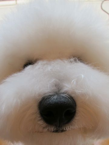 ビションフリーゼこいぬ関東ビションフリーゼトリミング東京フントヒュッテ文京区トリミングビションhundehutteビションフリーゼ再会なかよしかわいいビション8.jpg