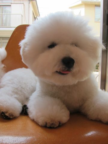 ビションフリーゼこいぬ関東ビションフリーゼトリミング東京フントヒュッテ文京区トリミングビションhundehutteビションフリーゼ再会なかよしかわいいビション9.jpg