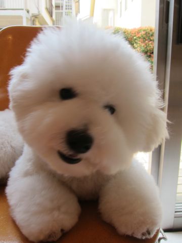 ビションフリーゼこいぬ関東ビションフリーゼトリミング東京フントヒュッテ文京区トリミングビションhundehutteビションフリーゼ再会なかよしかわいいビション10.jpg