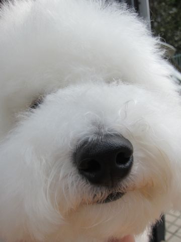 ビションフリーゼこいぬ関東ビションフリーゼトリミング東京フントヒュッテ文京区トリミングビションhundehutteビションフリーゼ再会なかよしかわいいビション13.jpg