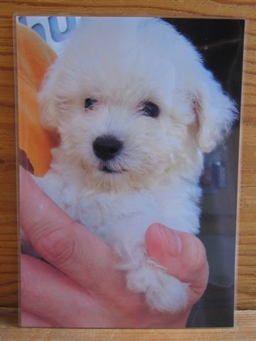 ビションフリーゼこいぬ関東ビションフリーゼトリミング東京フントヒュッテ文京区トリミングビションhundehutteビションフリーゼ再会なかよしかわいいビション21.jpg