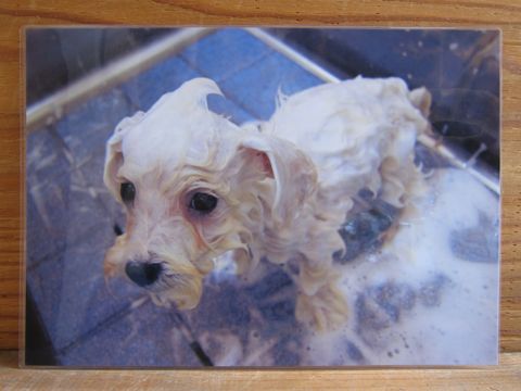 ビションフリーゼこいぬ関東ビションフリーゼトリミング東京フントヒュッテ文京区トリミングビションhundehutteビションフリーゼ再会なかよしかわいいビション22.jpg