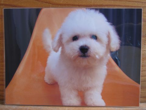 ビションフリーゼこいぬ関東ビションフリーゼトリミング東京フントヒュッテ文京区トリミングビションhundehutteビションフリーゼ再会なかよしかわいいビション23.jpg
