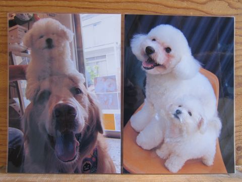 ビションフリーゼこいぬ関東ビションフリーゼトリミング東京フントヒュッテ文京区トリミングビションhundehutteビションフリーゼ再会なかよしかわいいビション24.jpg