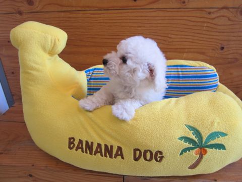 ビションフリーゼフントヒュッテ東京子犬こいぬかわいいビションフリーゼのいるお店文京区駒込ペットサロンhundehutteトリミングビションBichon Friseフランスの犬白い犬122.jpg