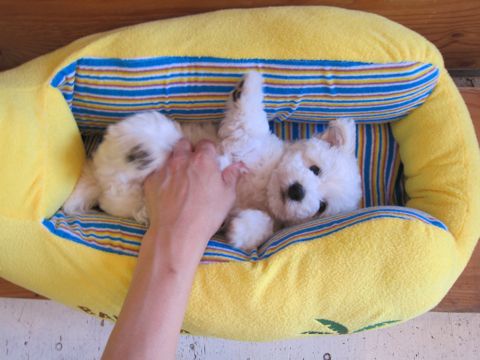 ビションフリーゼフントヒュッテ東京子犬こいぬかわいいビションフリーゼのいるお店文京区駒込ペットサロンhundehutteトリミングビションBichon Friseフランスの犬白い犬126.jpg