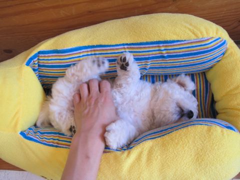 ビションフリーゼフントヒュッテ東京子犬こいぬかわいいビションフリーゼのいるお店文京区駒込ペットサロンhundehutteトリミングビションBichon Friseフランスの犬白い犬127.jpg