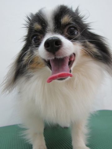 チワワトリミング文京区フントヒュッテ東京ペットサロン駒込hundehutteハーブパック犬効果デンタルケア犬歯垢歯石除去手術犬の歯みがきかわいいチワワサマーカット時期1.jpg