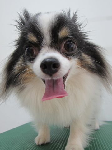 チワワトリミング文京区フントヒュッテ東京ペットサロン駒込hundehutteハーブパック犬効果デンタルケア犬歯垢歯石除去手術犬の歯みがきかわいいチワワサマーカット時期2.jpg