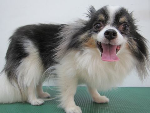 チワワトリミング文京区フントヒュッテ東京ペットサロン駒込hundehutteハーブパック犬効果デンタルケア犬歯垢歯石除去手術犬の歯みがきかわいいチワワサマーカット時期3.jpg