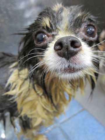チワワトリミング文京区フントヒュッテ東京ペットサロン駒込hundehutteハーブパック犬効果デンタルケア犬歯垢歯石除去手術犬の歯みがきかわいいチワワサマーカット時期5.jpg