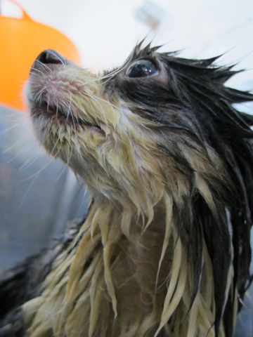 チワワトリミング文京区フントヒュッテ東京ペットサロン駒込hundehutteハーブパック犬効果デンタルケア犬歯垢歯石除去手術犬の歯みがきかわいいチワワサマーカット時期7.jpg