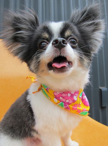 チワワトリミング文京区フントヒュッテ東京ペットサロン駒込hundehutteハーブパック犬効果デンタルケア犬歯垢歯石除去手術犬の歯みがきかわいいチワワサマーカット時期8.jpg