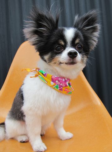 チワワトリミング文京区フントヒュッテ東京ペットサロン駒込hundehutteハーブパック犬効果デンタルケア犬歯垢歯石除去手術犬の歯みがきかわいいチワワサマーカット時期9.jpg