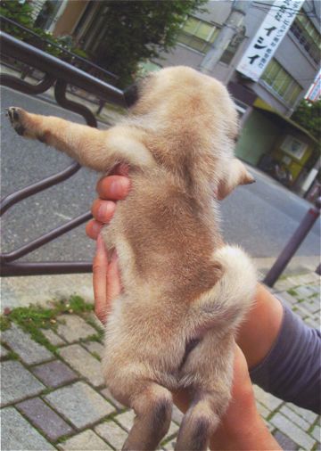 ¥Ñ¥°¥È¥ê¥ß¥ó¥°Ê¸µþ¶è¥Õ¥ó¥È¥Ò¥å¥Ã¥ÆÅìµþ¥Ê¥Î¥ª¥¾¥ó¥Ú¥Ã¥È¥·¥ã¥ï¡¼»ÈÍѥȥê¥ß¥ó¥°¥µ¥í¥ó¥Ñ¥°¥·¥ã¥ó¥×¡¼¸¤¤¢¤º¤«¤ê¥Ú¥Ã¥È¥Û¥Æ¥ë´ØÅìÅÔÆâ¶ð¹þÇò»³ÃÓÂÞ¾åÌî9.jpg
