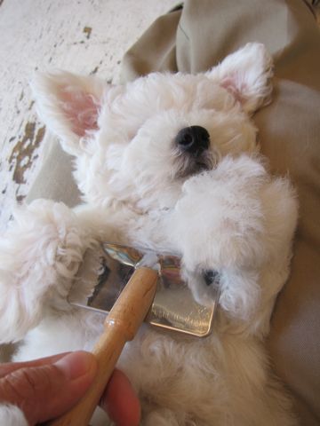 ビションフリーゼフントヒュッテ東京子犬こいぬかわいいビションフリーゼのいるお店文京区駒込ペットサロンhundehutteトリミングビションBichon Friseフランスの犬白い犬215.jpg