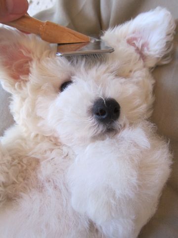ビションフリーゼフントヒュッテ東京子犬こいぬかわいいビションフリーゼのいるお店文京区駒込ペットサロンhundehutteトリミングビションBichon Friseフランスの犬白い犬216.jpg